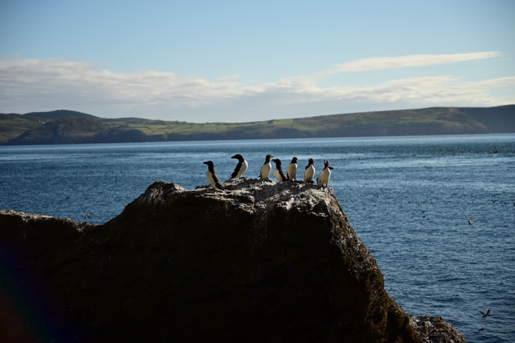 A group of seabirds stands on a rocky outcrop overlooking a large expanse of blue water, with green hills visible in the distance under a partly cloudy sky—an inspiring scene that invites you to donate to Bardsey Island.