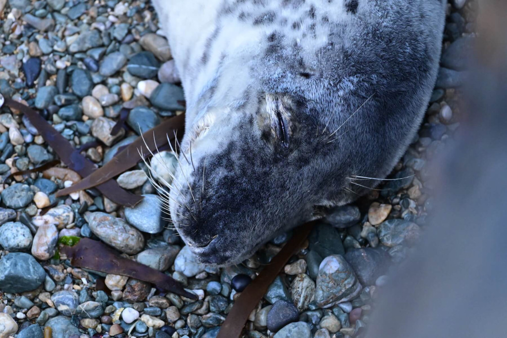 A seal with speckled gray fur lies on a bed of small pebbles and seaweed with its eyes closed, peacefully basking—a tranquil scene often admired by those with Bardsey Island membership.