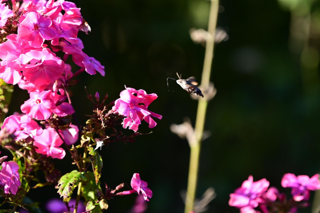 Pink flowers in sunlight bloom on the left as a hummingbird hawk-moth hovers near a blossom, set against a dark green background—capturing nature’s beauty reminiscent of a Bardsey Island membership experience.