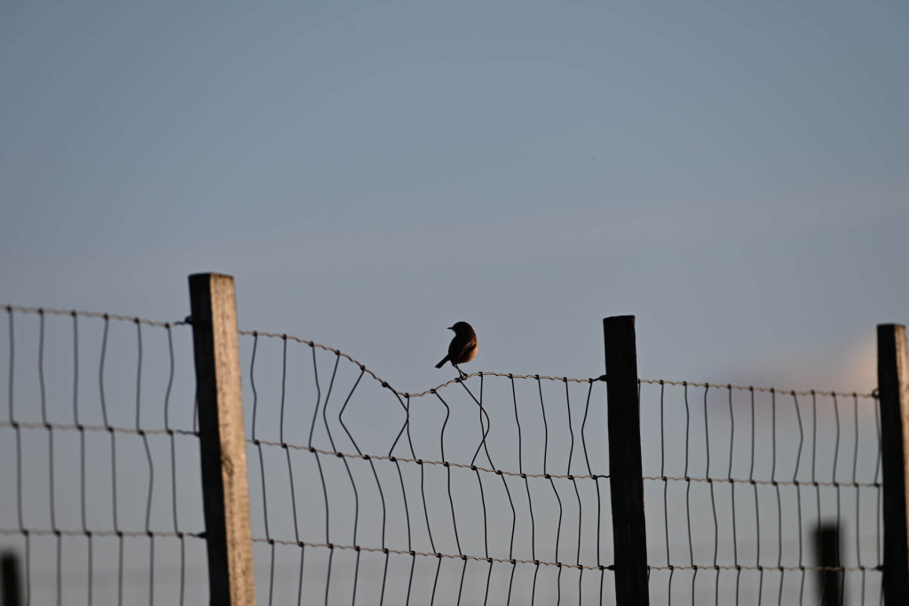 A small bird is perched on a wire fence, silhouetted against a clear blue sky—a peaceful scene reminiscent of the tranquil landscapes enjoyed with Bardsey Island membership.