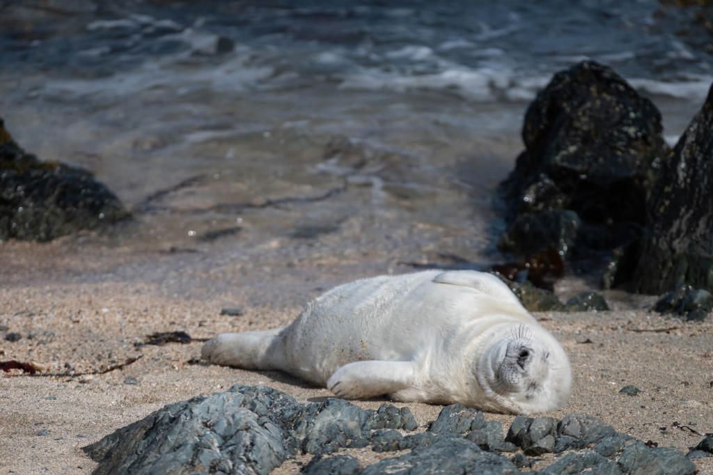 A seal pup lies on a sandy beach near rocks with the ocean in the background, a serene scene often found on Bardsey Island, cared for by the Bardsey Island Trust.