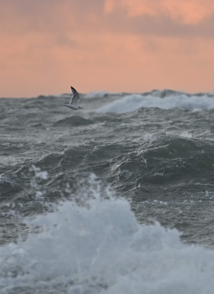 A seagull flies above rough ocean waves under a cloudy sky with a pinkish hue at sunset or sunrise—capture this serenity and consider to donate to Bardsey Island, helping preserve its natural beauty for generations.