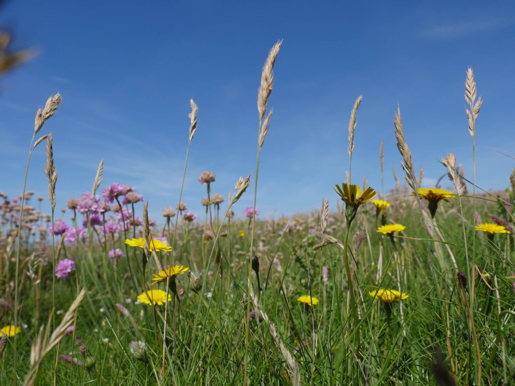 Wildflowers and grasses in a meadow with yellow and purple blooms under a clear blue sky, echoing the natural beauty found in Bardsey Island history.