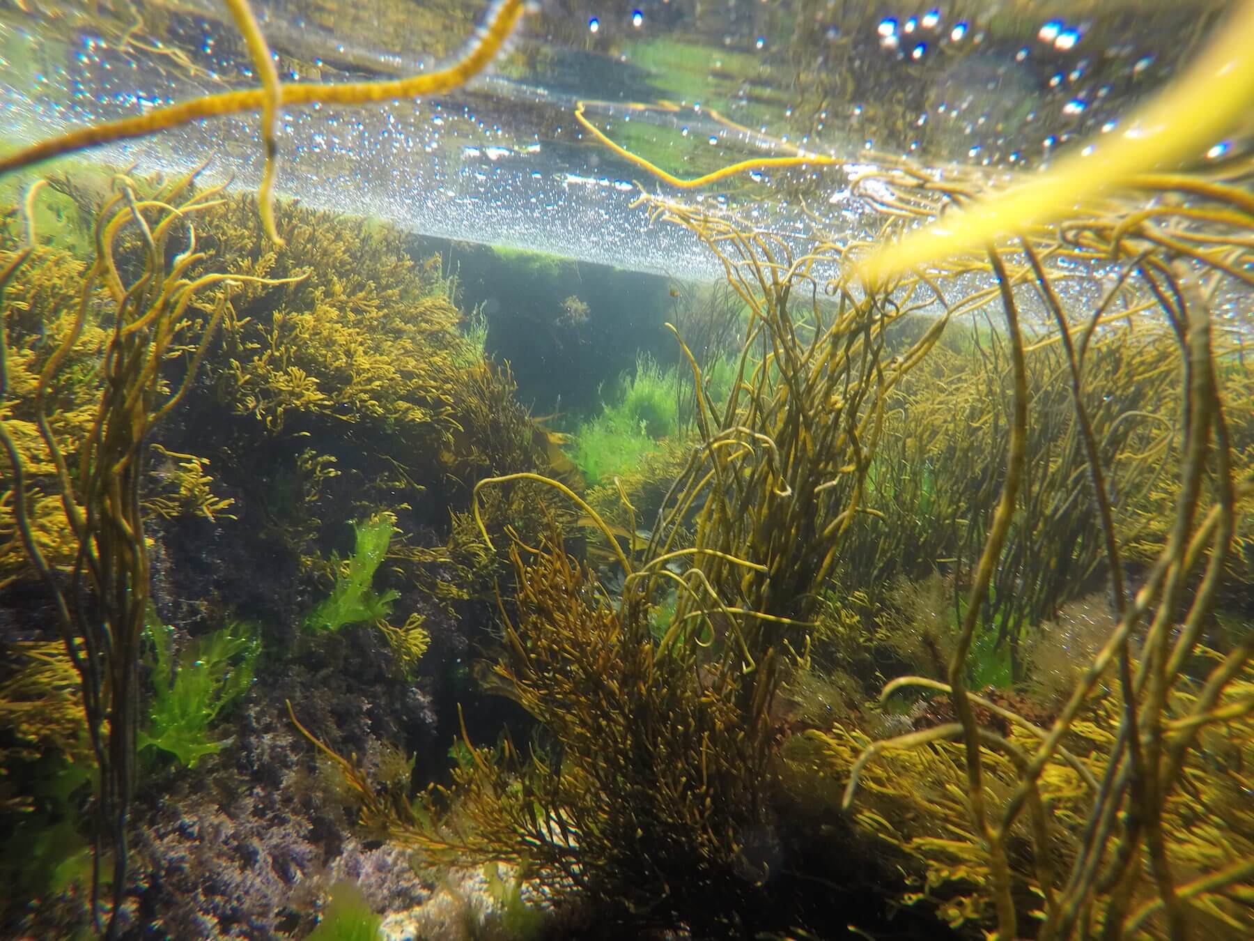 Underwater view of tangled seaweed and algae with sunlight filtering through the water’s surface, reminiscent of the rich marine life found near Bardsey Island farming areas.