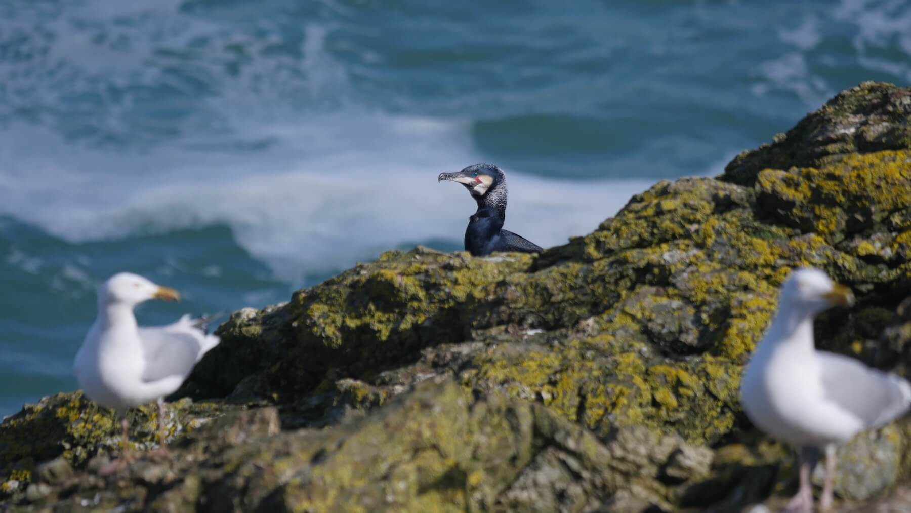 A black cormorant sits on a rocky outcrop by the sea, with two white seagulls standing on rocks in the foreground—a tranquil scene often preserved by the Bardsey Island Trust.
