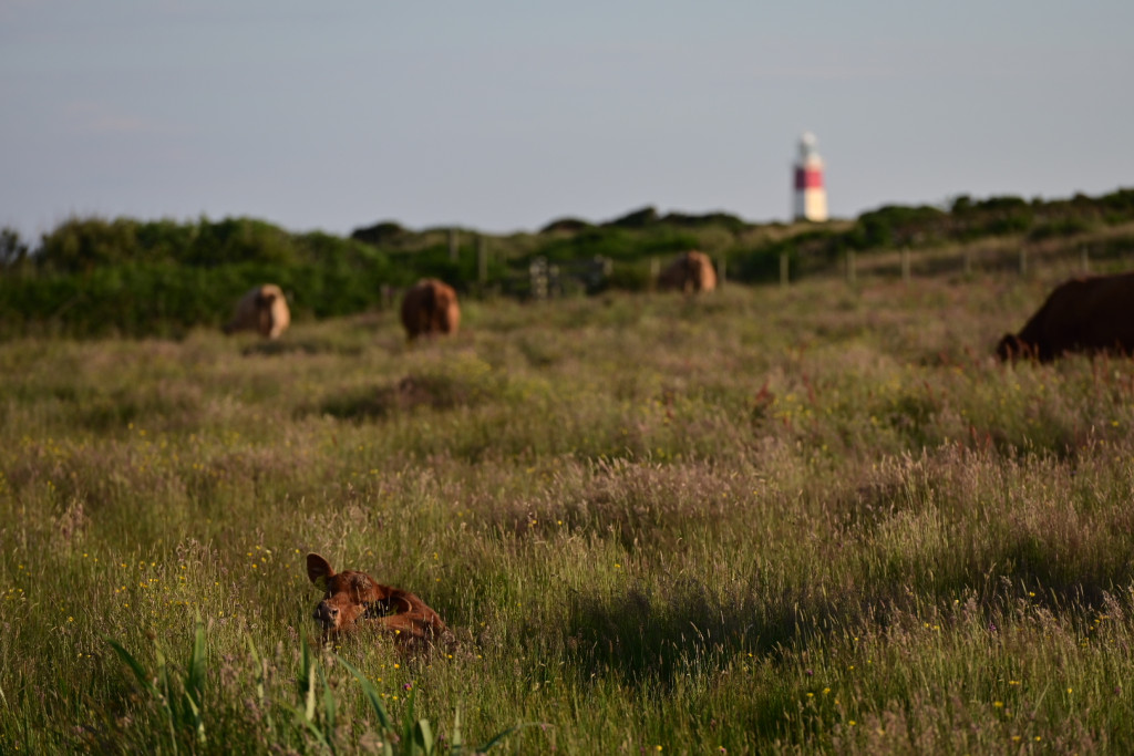 Enlli cows