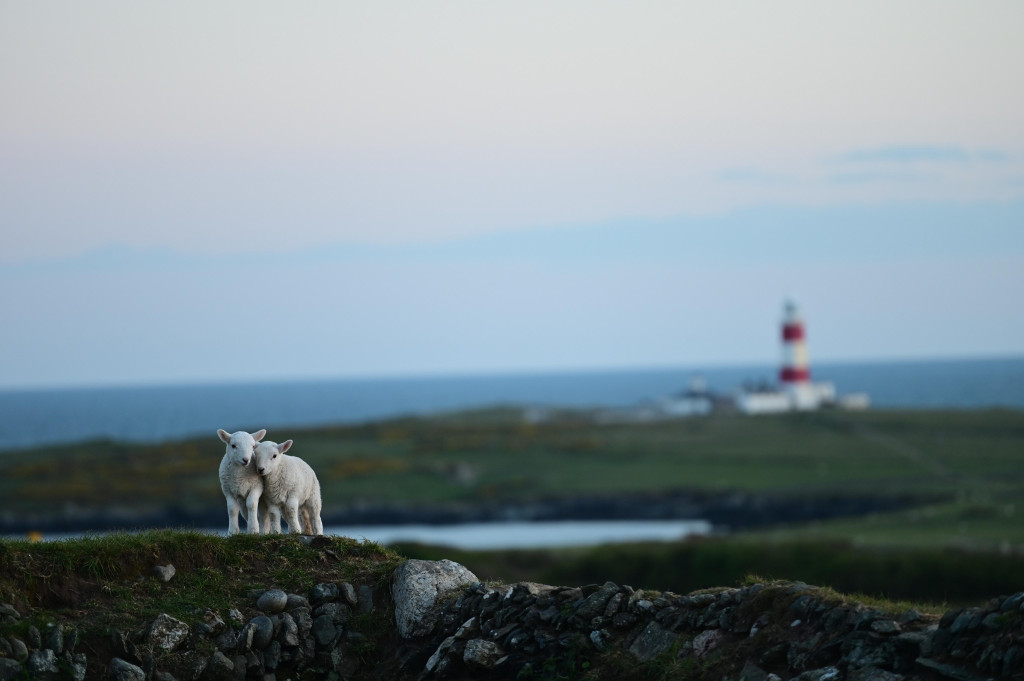 two lambs on Bardsey Island